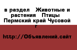  в раздел : Животные и растения » Птицы . Пермский край,Чусовой г.